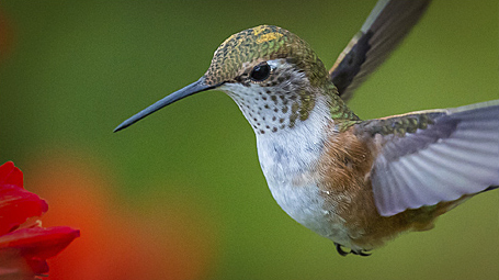 Blog Hummingbird
