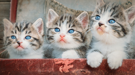 Blog Kittens2